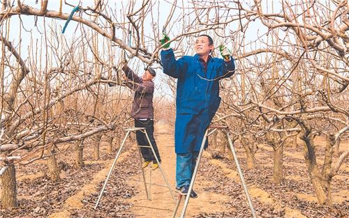 3月1日,枣强县肖张镇肖张村的梨农给梨树剪枝.