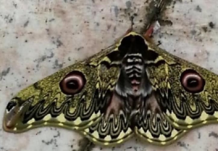 女子云南见"怪蛾"两翼长双眼外形惊艳