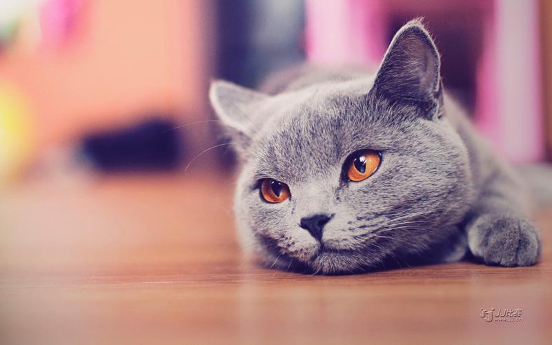 精选超萌萌哒小猫咪高清壁纸大全分享