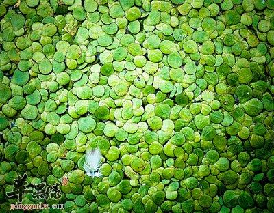 浮萍的功效与作用