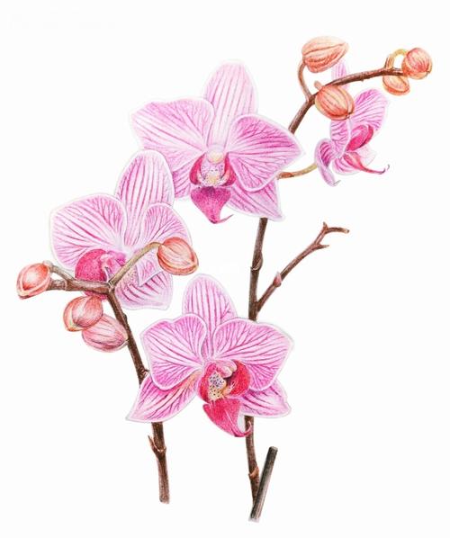 彩铅手绘蝴蝶兰_彩铅_蝴蝶兰_手绘_绘画_绘画日常_文化_绘画