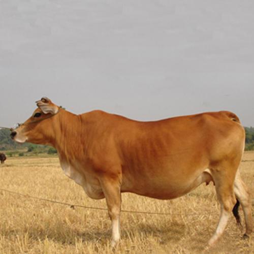 顺牛牧业 原生态绿色食品 肉牛