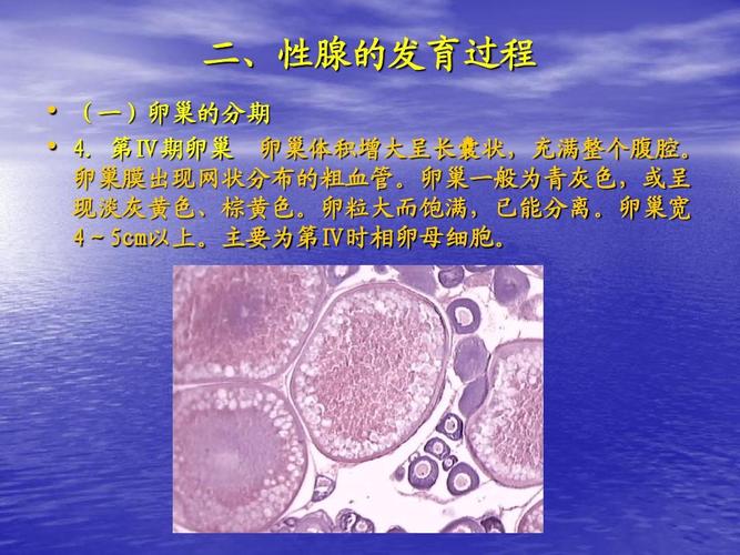 主要养殖鱼类的人工繁育ppt