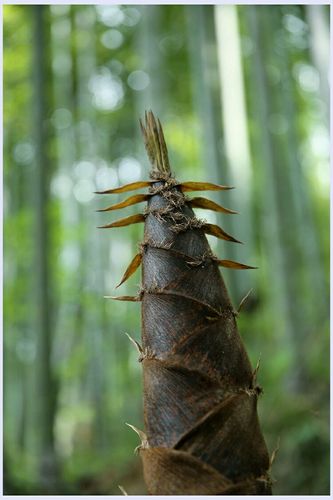 竹林深处……雨后春笋茁壮成长!