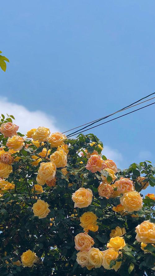 我在用的ipad壁纸