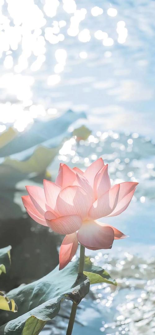 壁纸| 夏日荷花,美不胜收