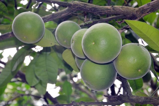 春暖橘乡,富民花开!化州邀您3月6日云赏化橘红花