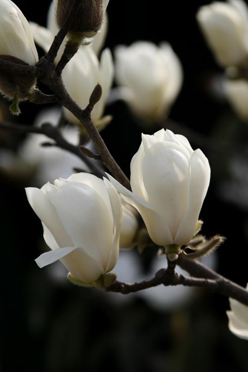 500_750竖版 竖屏