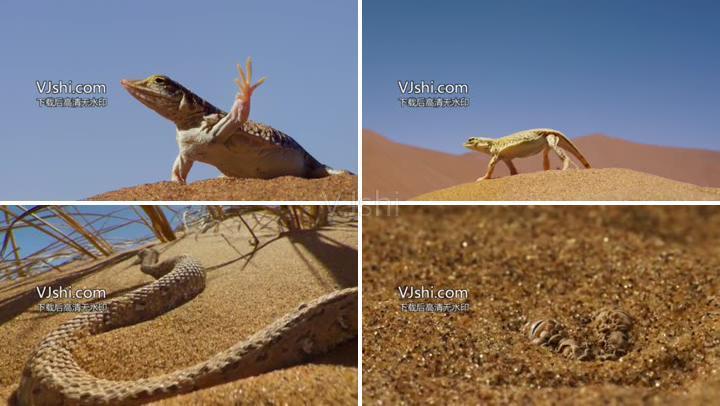 沙漠中的铲吻蜥蜴蛇动物生活降温自动适应环境