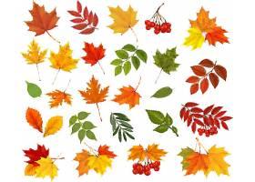 创意秋天季节叶子装饰标签矢量设计图片