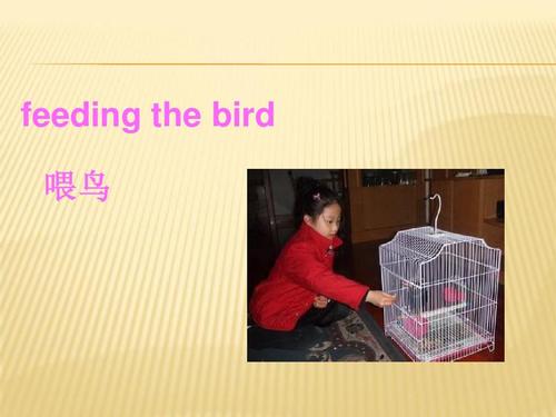 feeding the bird 喂鸟