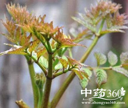 黄刺皮的功效作用 黄刺皮治热痢便血