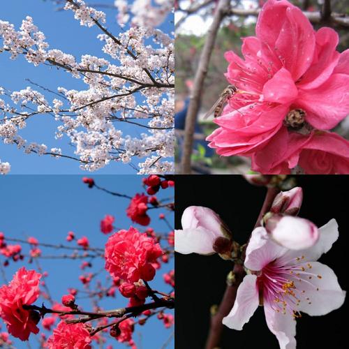 桃花的颜色有白色,粉红,红色等,花期在3-4月.