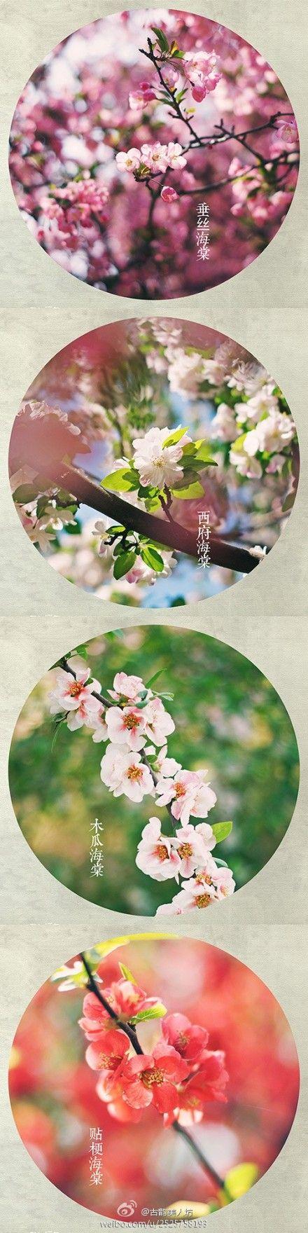 【海棠春】流莺窗外啼声巧,睡未足,把人惊觉.翠被晓寒