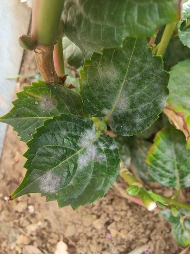 求助,地栽绣球叶片长白毛