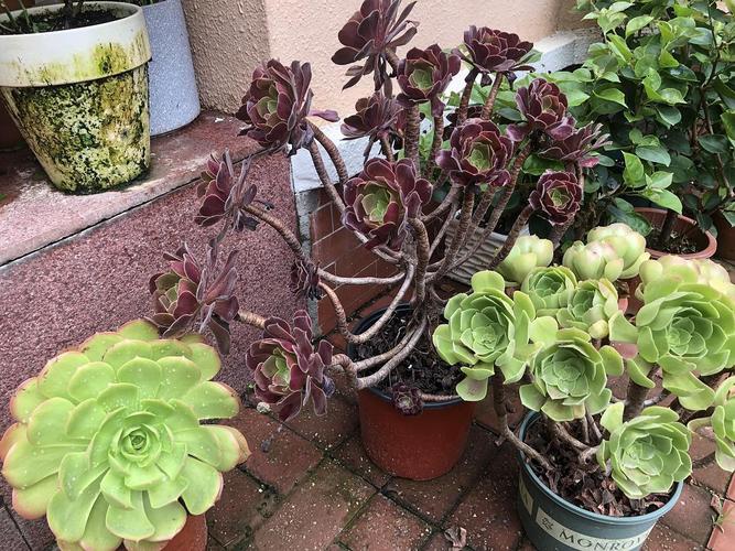 沙漠玫瑰 ?据说年龄12,怎么个品鉴法儿?