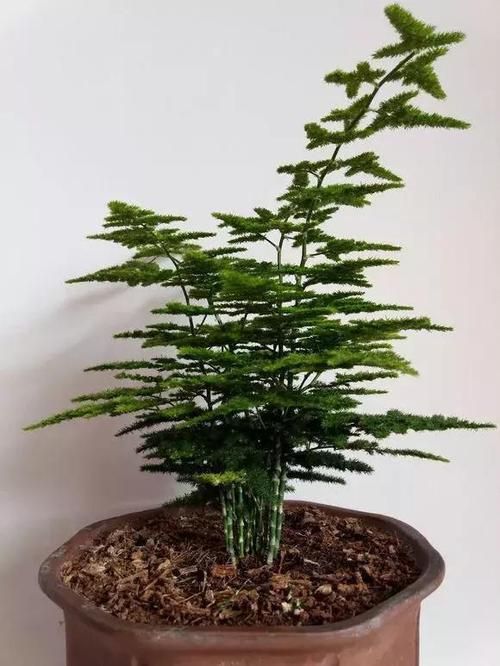 盆景 盆栽 植物 580_773 竖版 竖屏