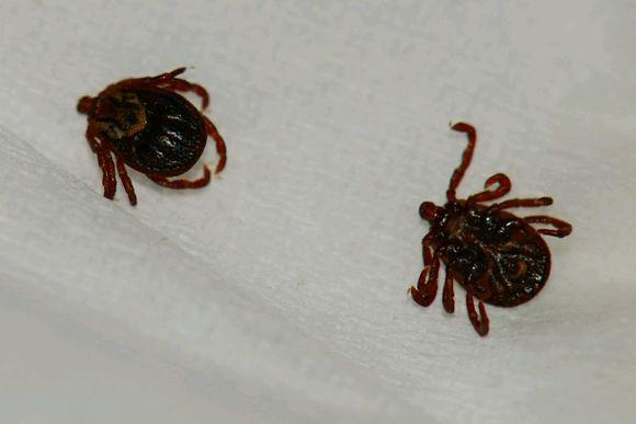 这是草爬子的吗,咬人的吗