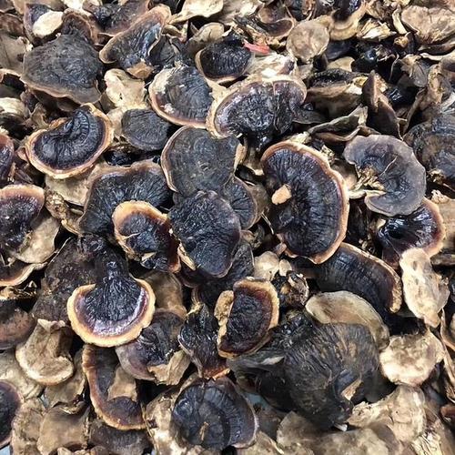 高鹏说药材市场关注品种灵芝后市行情走势简析