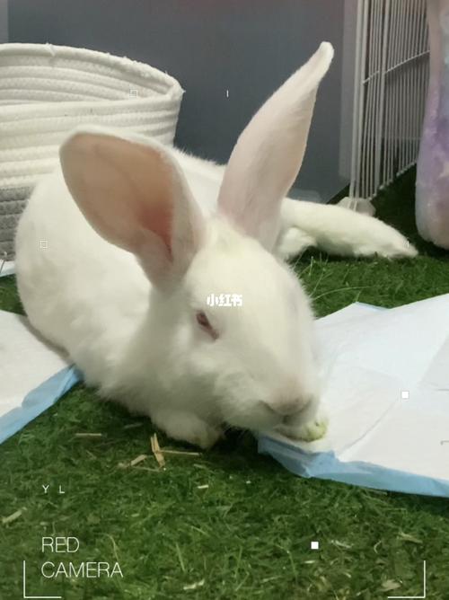 这逗比要睡觉了_兔子_宠物_宠物其他
