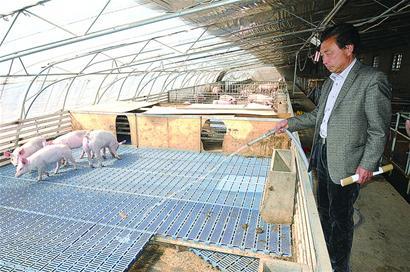 猪舍铺"床垫"粪水浇菜园