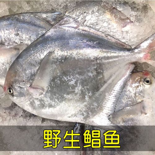 野生鲳鱼新鲜平鱼鲳鳊鱼扁鱼新鲜东海鲳鱼海鱼新鲜鲳鱼鲜活水产