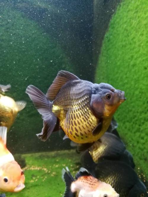 发几张f1泰狮小亚成 - 北京鱼友俱乐部 - cta南