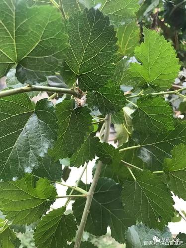 以下是中药材桑树叶照片.