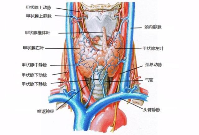 甲状腺手术相关解剖(六)