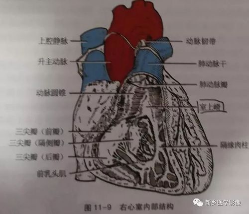 军事 正文  2,腔静脉窦  入口:上腔静脉口,下腔静脉口,冠状窦口 出口