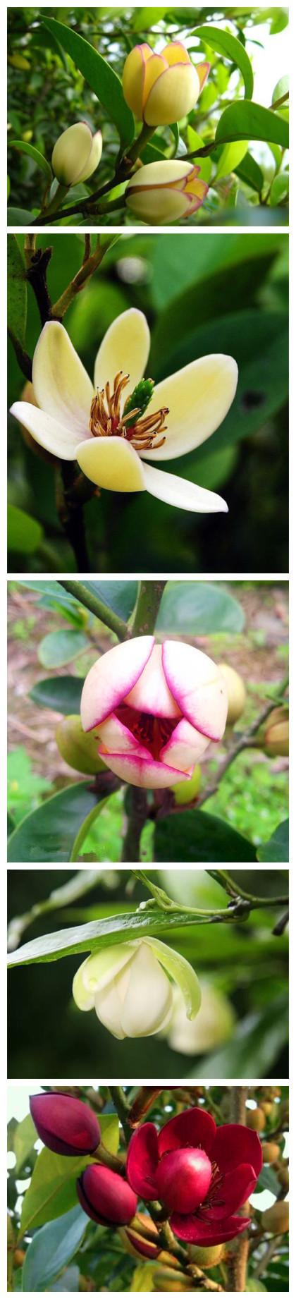 含笑花图片 含笑花香蕉花图片 含笑花植物图片