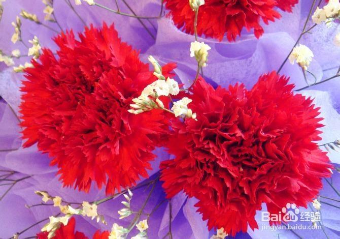 康乃馨是妈妈的花语,在母亲节这天买上一束送给妈妈,希望妈妈健健康康