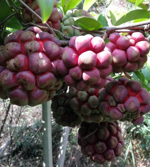 为深红,色艳如花,珍奇可爱,非常奇特,果径8-12厘米,单果重250-600克
