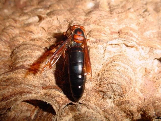 虎头蜂图片虎头蜂图片虎头蜂图片