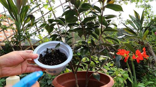 茶花应该怎么扦插