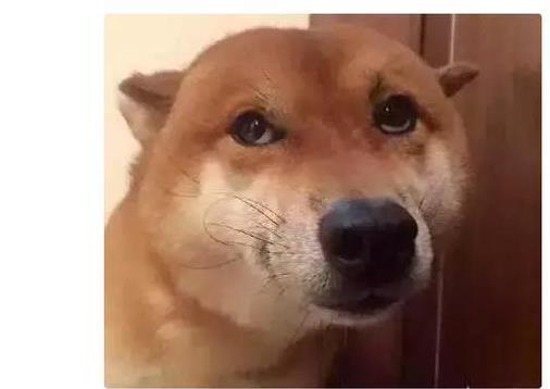 柴犬假献殷勤谄媚一笑,主人背后发凉,就知道肯定没啥好事