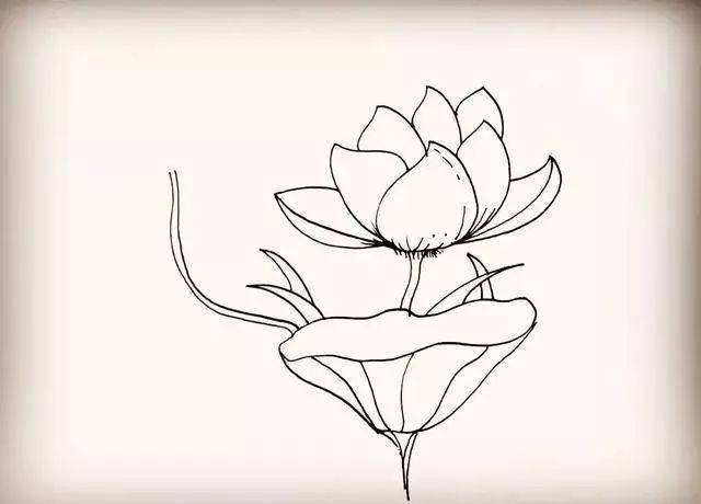 简笔画莲花