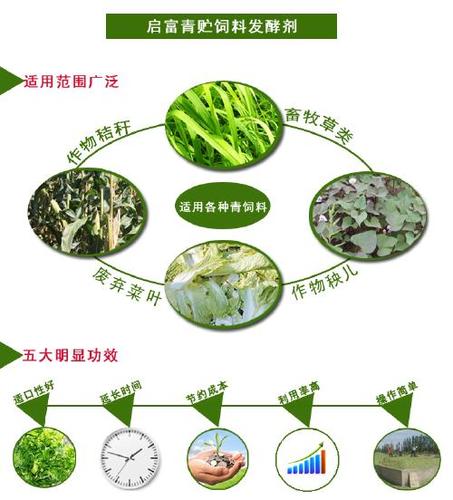 像苜蓿草,皇竹草,马齿苋,红薯秧,西瓜秧等都是天然的青饲料,营养价值