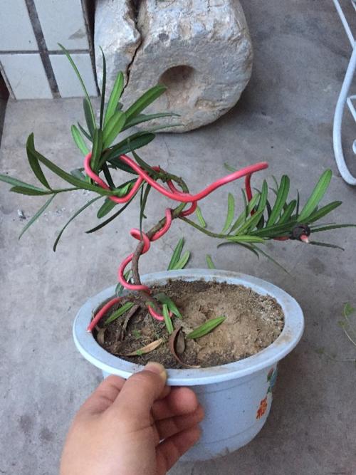 求罗汉松的造型及修剪指导!