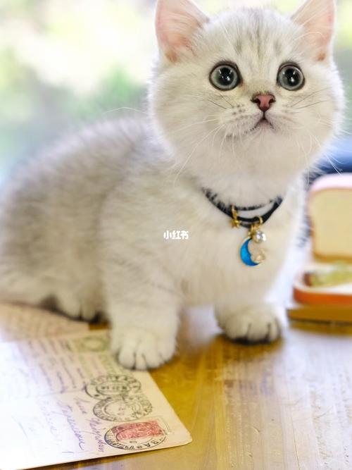 银渐层曼基康矮脚猫 曼赤肯短腿猫_曼基康_银渐层_矮脚猫_圆脸_吸猫