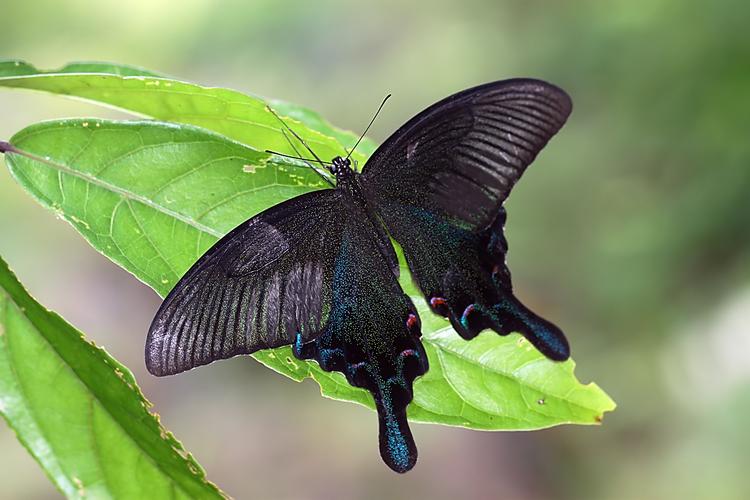 标题:碧凤蝶(翠凤蝶,乌鸦凤蝶)