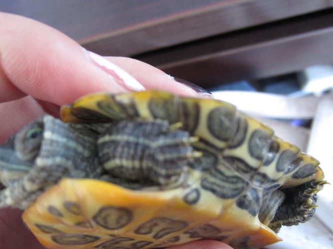 帮我看看这是水龟,陆龟还是半水龟