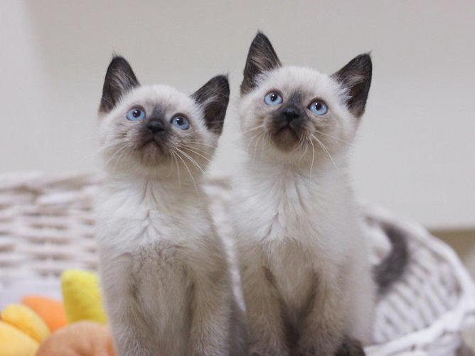 碧蓝色的眼睛,漂亮可爱小暹罗猫对外出售