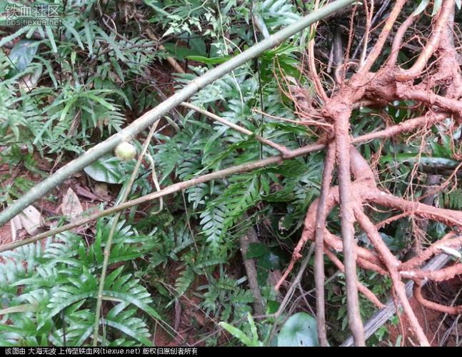 [原创]上山寻"黑骨柴",却偶见"过山蠄蟧"!