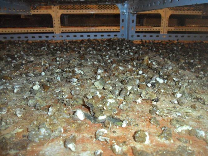 这样的鸡粪雏鸡有问题吗?