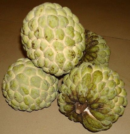 澄海的林檎是什么