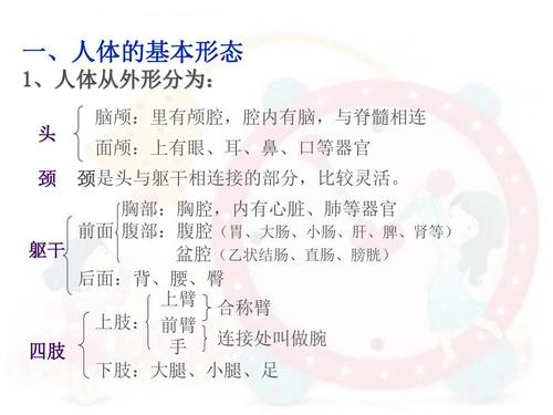 学前儿童卫生保健课件1.1 奇妙的人体ppt