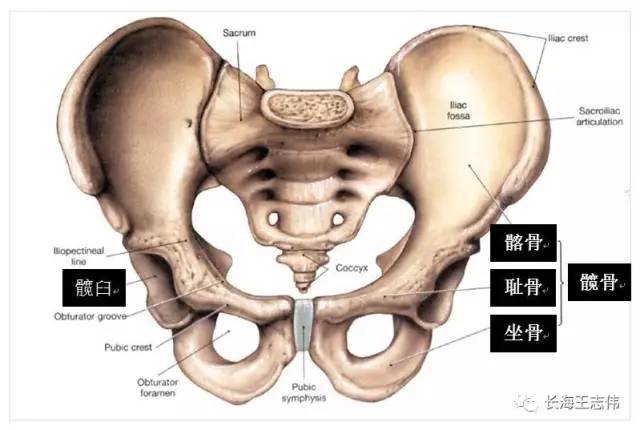 认识我们的髋关节
