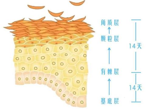皮肤分层图
