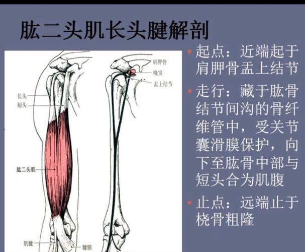 请问肱二头肌有哪些比较好的锻炼方法?
